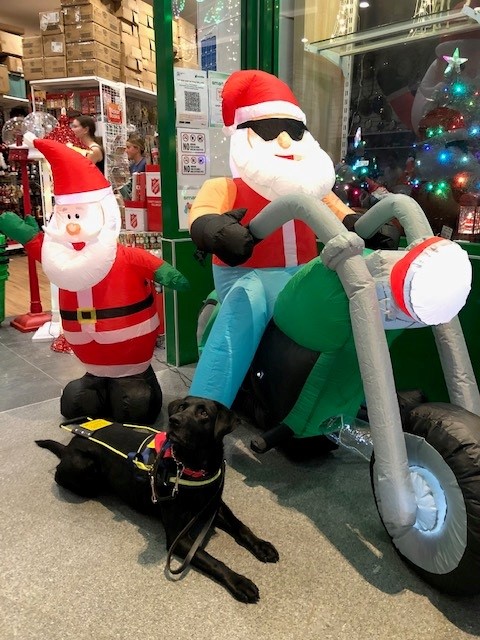 Picture of Collen Asby's seeing eye dog Rhian with a blow up Santa on a Harley.