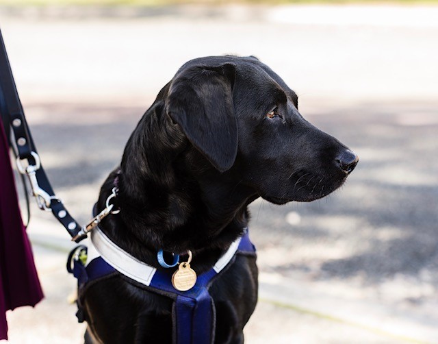 Picture of the head of seeing eye dog Rhian looking arround.