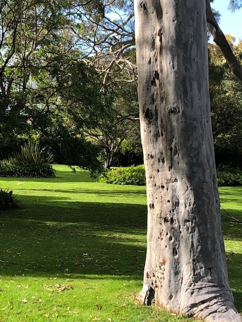 Photo of garden and Sea Shells Apartment, grean lawn and trees in the background.